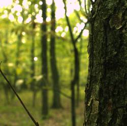 Njiqahdda : In the Seven Woods